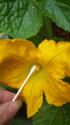 pollinating11-sm.gif