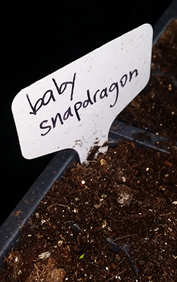 Snapdragon