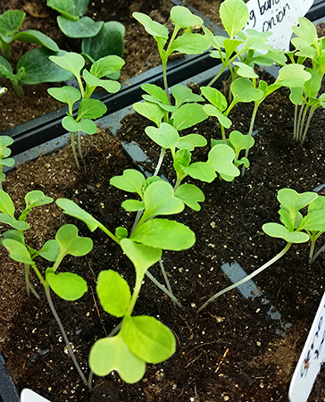 bok choi leaves