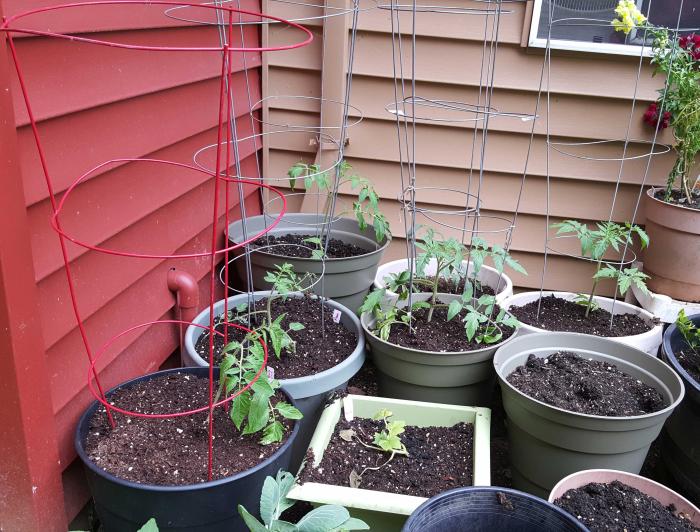 tomatoes-planting-day-may05_0.jpg