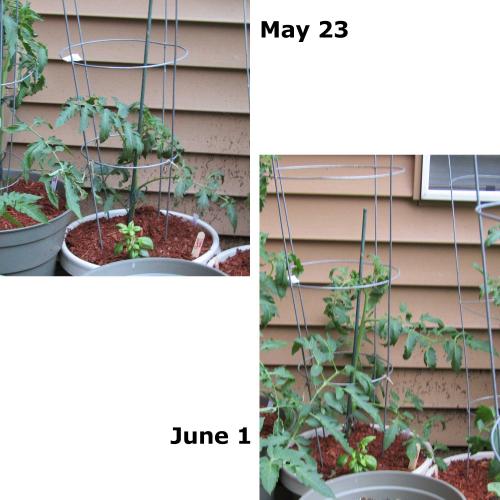 tomatoes-time03_0.jpg