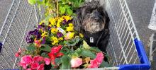 Pup loves flowers, too!