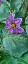 Eggplant flower
