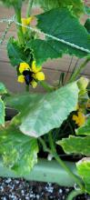 Bee on a cucumber flower