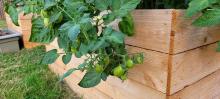 Tomatoes have gotten so heavy they're hanging