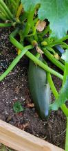 Zucchini, added cal & mag for blossom end rot