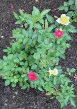 This rose grows flowers in two different colors (8-22-22)