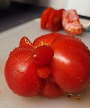 Funny tomatoes