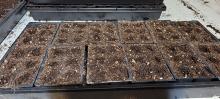 Putting seeds into trays